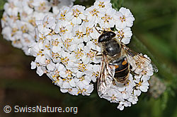 Mistbiene (Eristalis tenax) auf Gemeine Schafgarbe (Achillea millefolium) (C263465) Mistbiene (Eristalis tenax) auf Gemeine Schafgarbe (Achillea millefolium) (C263465)