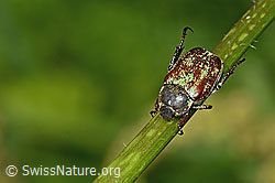 Hoplia argentea (C263495)