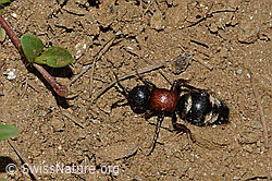 Grosse Spinnenameise (Mutilla europaea) (C263496) Grosse Spinnenameise (Mutilla europaea) (C263496)