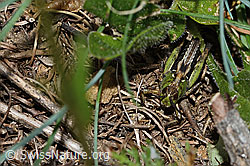 Sibirische Keulenschrecke (Gomphocerus sibiricus) (C263506) Sibirische Keulenschrecke (Gomphocerus sibiricus) (C263506)
