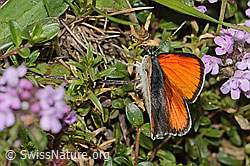 Lilagold-Feuerfalter (Lycaena hippothoe eurydame) auf Frühblühendem Thymian (Thymus praecox ssp. praecox) (C263556)
