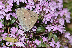 Lilagold-Feuerfalter (Lycaena hippothoe eurydame) auf Frühblühendem Thymian (Thymus praecox ssp. praecox) (C263558)