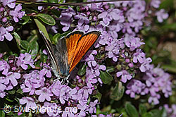 Lilagold-Feuerfalter (Lycaena hippothoe eurydame) auf Frühblühendem Thymian (Thymus praecox ssp. praecox) (C263571)