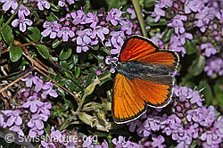 Lilagold-Feuerfalter (Lycaena hippothoe eurydame) auf Berg-Margerite (Leucanthemum adustum)