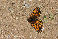 Wachtelweizen-Scheckenfalter (Melitaea athalia) (C263577) Wachtelweizen-Scheckenfalter (Melitaea athalia) (C263577)