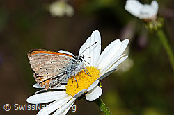 Lilagold-Feuerfalter (Lycaena hippothoe eurydame) auf Berg-Margerite (Leucanthemum adustum) (C263582) Lilagold-Feuerfalter (Lycaena hippothoe eurydame) auf Berg-Margerite (Leucanthemum adustum) (C263582)