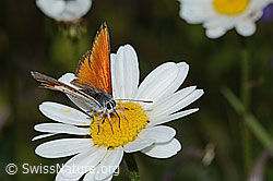 Lilagold-Feuerfalter (Lycaena hippothoe eurydame) auf Berg-Margerite (Leucanthemum adustum) (C263584) Lilagold-Feuerfalter (Lycaena hippothoe eurydame) auf Berg-Margerite (Leucanthemum adustum) (C263584)