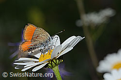 Lilagold-Feuerfalter (Lycaena hippothoe eurydame) auf Berg-Margerite (Leucanthemum adustum) (C263586) Lilagold-Feuerfalter (Lycaena hippothoe eurydame) auf Berg-Margerite (Leucanthemum adustum) (C263586)