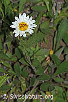 Berg-Margerite (Leucanthemum adustum) (C263593) Berg-Margerite (Leucanthemum adustum) (C263593)