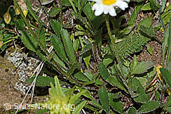 Berg-Margerite (Leucanthemum adustum) (C263596) Berg-Margerite (Leucanthemum adustum) (C263596)