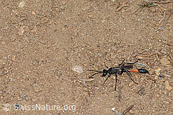 Photo: Ammophila sabulosa