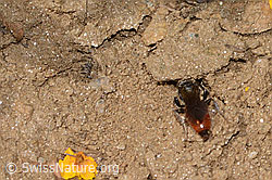 Photo: Sphecodes gibbus