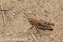 Sibirische Keulenschrecke (Gomphocerus sibiricus) (C263675)