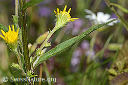 Alpen-Goldrute (Solidago virgaurea ssp. minuta) (C263687)