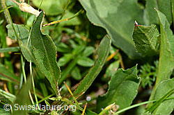 Alpen-Goldrute (Solidago virgaurea ssp. minuta) (C263690)