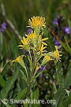 Alpen-Goldrute (Solidago virgaurea ssp. minuta) (C263698)