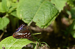 Apatura iris (C267917)
