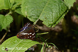 Apatura iris (C267918)