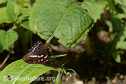 Apatura iris (C267919)
