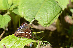Apatura iris (C267920)