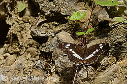 Apatura iris (C267923)