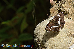 Apatura iris (C267925)