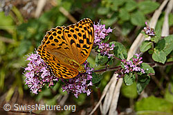 Kaisermantel (Argynnis paphia) auf Echtem Dost (Origanum vulgare) (23.07.2023, C267933)
