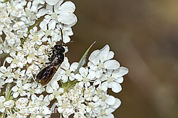 Wilde Möhre (Daucus carota ssp. carota)