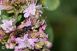 Gewöhnliche Maskenbiene (Hylaeus communis) auf Echtem Dost (Origanum vulgare) (23.07.2023, C267940)