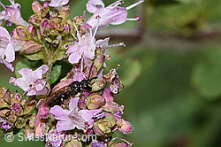 Gewöhnliche Maskenbiene (Hylaeus communis) auf Echtem Dost (Origanum vulgare) (C267942)