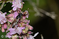 Gewöhnliche Maskenbiene (Hylaeus communis) auf Echtem Dost (Origanum vulgare) (23.07.2023, C267943)