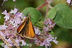 Braunkolbiger Braundickkopffalter (Thymelicus sylvestris) auf Echtem Dost (Origanum vulgare) (23.07.2023, C267950)