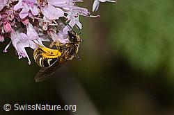 Weissbinden-Schmalbiene (Lasioglossum leucozonium) auf Echtem Dost (Origanum vulgare) (23.07.2023, C267969)