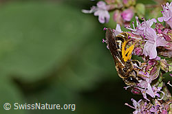 Weissbinden-Schmalbiene (Lasioglossum leucozonium) auf Echtem Dost (Origanum vulgare) (C267973)