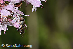 Gemeine Keulenschwebfliege (Syritta pipiens) auf Echtem Dost (Origanum vulgare) (C267975)