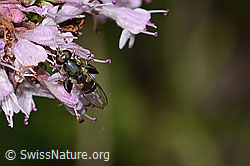 Gemeine Keulenschwebfliege (Syritta pipiens) auf Echtem Dost (Origanum vulgare) (C267976)