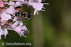 Gemeine Keulenschwebfliege (Syritta pipiens) auf Echtem Dost (Origanum vulgare) (C267977)