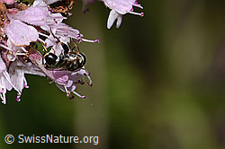 Gemeine Keulenschwebfliege (Syritta pipiens) auf Echtem Dost (Origanum vulgare) (C267978)