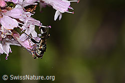 Gemeine Keulenschwebfliege (Syritta pipiens) auf Echtem Dost (Origanum vulgare) (C267979)