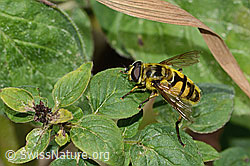 Totenkopfschwebfliege (Myathropa florea) (23.07.2023, C267984)