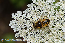 Mittlere Keilfleckschwebfliege (Eristalis interrupta) auf Wilde Möhre (Daucus carota ssp. carota) (23.07.2023, C267990)