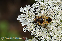 Mittlere Keilfleckschwebfliege (Eristalis interrupta) auf Wilde Möhre (Daucus carota ssp. carota) (C267991) Mittlere Keilfleckschwebfliege (Eristalis interrupta) auf Wilde Möhre (Daucus carota ssp. carota) (C267991)