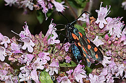 Gewöhnliches Widderchen (Zygaena filipendulae) auf Echtem Dost (Origanum vulgare) (C267994)