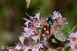 Gewöhnliches Widderchen (Zygaena filipendulae) auf Echtem Dost (Origanum vulgare) (C267995)
