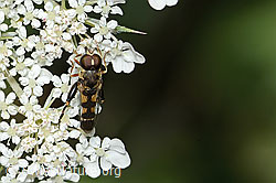 Gemeine Keulenschwebfliege (Syritta pipiens) auf Wilder Möhre (Daucus carota ssp. carota) (23.07.2023, C267998)