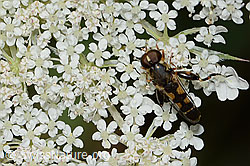 Gemeine Keulenschwebfliege (Syritta pipiens) auf Wilder Möhre (Daucus carota ssp. carota) (C267999)