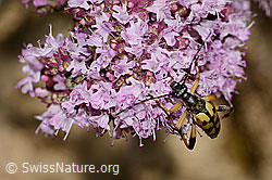 Gefleckter Schmalbock (Rutpela maculata) auf Echtem Dost (Origanum vulgare) (C268015)