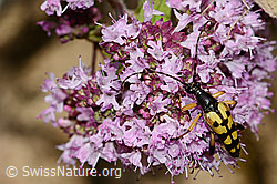 Gefleckter Schmalbock (Rutpela maculata) auf Echtem Dost (Origanum vulgare) (C268017)