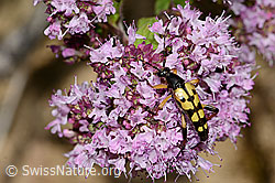 Gefleckter Schmalbock (Rutpela maculata) auf Echtem Dost (Origanum vulgare) (C268018)