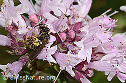Weissbinden-Schmalbiene (Lasioglossum leucozonium) auf Echtem Dost (Origanum vulgare) (C268028)